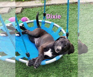 Labrador Retriever-Unknown Mix Dogs for adoption in Des Moines, IA, USA