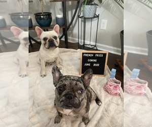 Father of the French Bulldog puppies born on 06/01/2022