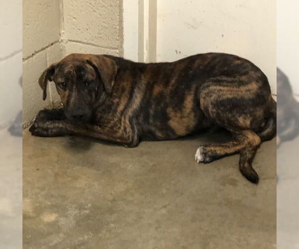 Medium Photo #3 Mutt Puppy For Sale in Amarillo, TX, USA