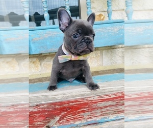 French Bulldog Puppy for sale in WEST, TX, USA