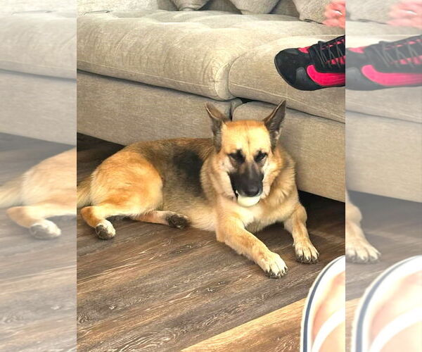 Medium Photo #3 German Shepherd Dog-Unknown Mix Puppy For Sale in Chandler, AZ, USA