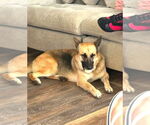 Small #2 German Shepherd Dog Mix