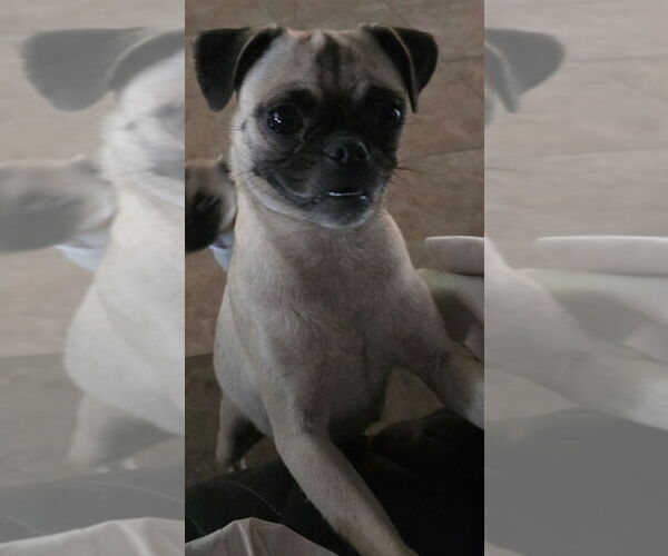 Medium Photo #2 Pug Puppy For Sale in San Antonio, TX, USA