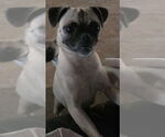 Small #1 Pug