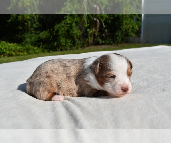 Medium Photo #3 Miniature Australian Shepherd Puppy For Sale in PALM COAST, FL, USA