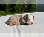 Small #2 Miniature Australian Shepherd