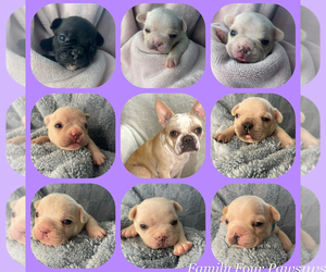 Faux Frenchbo Bulldog Puppy for sale in HOODSPORT, WA, USA