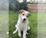 Small #1 Aussie Pyrenees