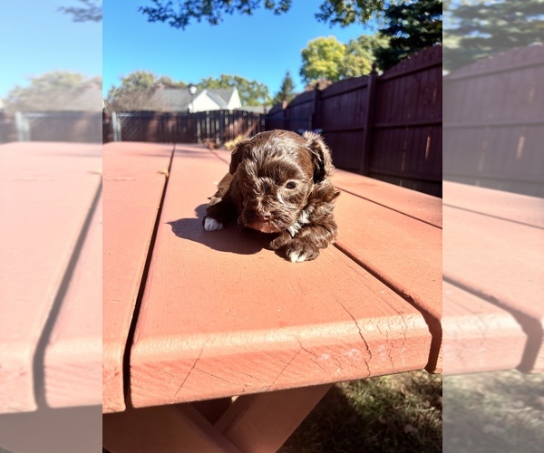 Medium Photo #5 YorkiePoo Puppy For Sale in VANCEBURG, KY, USA