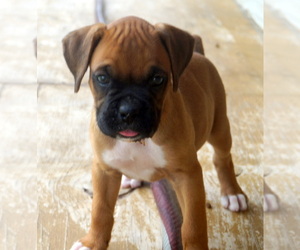 Boxer Puppy for sale in RICHLANDS, NC, USA