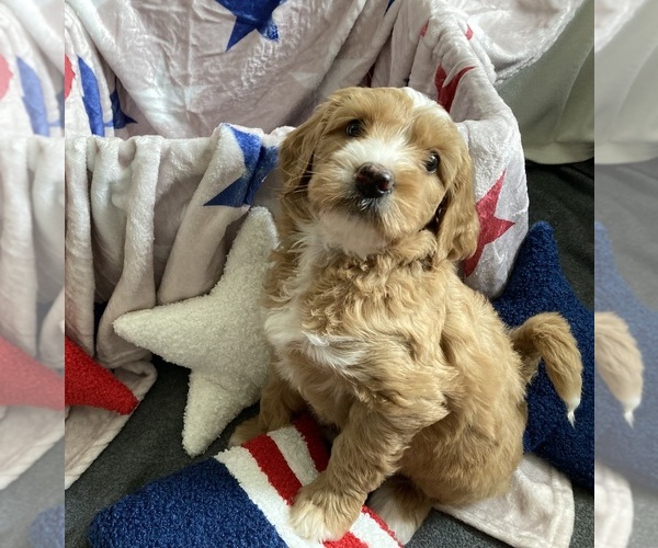 Medium Photo #6 Australian Labradoodle-Bernedoodle Mix Puppy For Sale in ATWATER, CA, USA