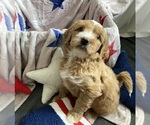 Small #5 Australian Labradoodle-Bernedoodle Mix