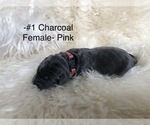 Small Photo #2 Labrador Retriever Puppy For Sale in PAYETTE, ID, USA