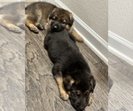 Small Photo #2 German Shepherd Dog Puppy For Sale in GREEN COVE SPRINGS, FL, USA