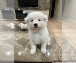 Small Photo #7 Samoyed Puppy For Sale in BOCA RATON, FL, USA
