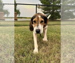 Small #2 Coonhound