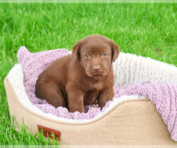 Medium Photo #13 Labrador Retriever Puppy For Sale in SYRACUSE, IN, USA
