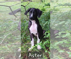 Great Dane-Unknown Mix Dogs for adoption in Springdale, PA, USA