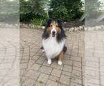 Small Photo #1 Shetland Sheepdog Puppy For Sale in GRAFTON, OH, USA