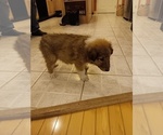 Puppy Puppy 6 Collie
