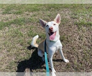 Mutt Dogs for adoption in San Leon, TX, USA