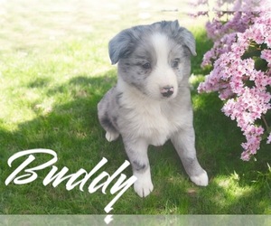 Australian Shepherd Puppy for sale in NOVI, MI, USA