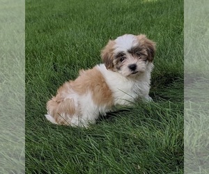 Mal-Shi Puppy for sale in FREDERICKSBURG, OH, USA