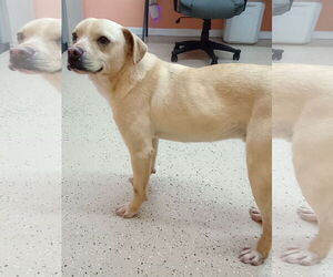 Rat Terrier-Unknown Mix Dogs for adoption in York, SC, USA
