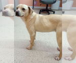 Small Rat Terrier Mix