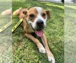 Small Photo #2 Mutt Puppy For Sale in Decatur, GA, USA