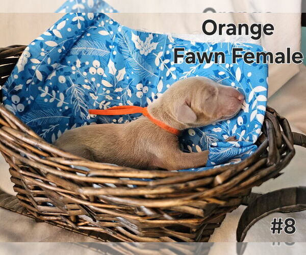 Medium Photo #1 Doberman Pinscher Puppy For Sale in CLINTON, OH, USA