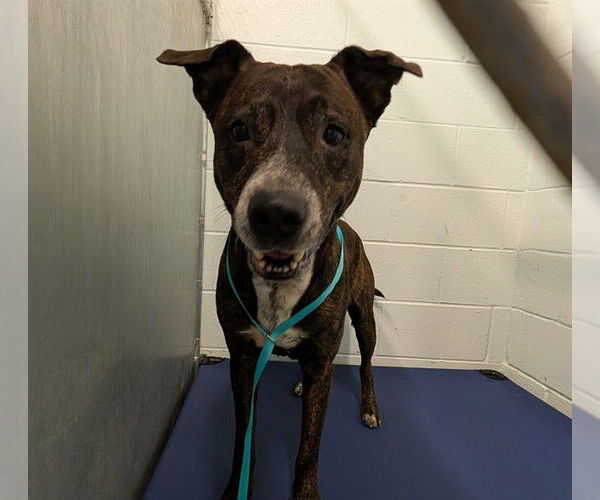 Medium Photo #1 Plott Hound-Unknown Mix Puppy For Sale in Tavares, FL, USA