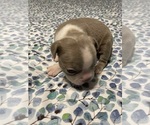 Puppy Boy 3 Boston Terrier
