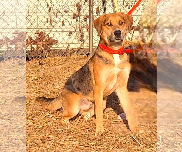 Medium Photo #1  Puppy For Sale in , 