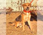 Small Catahoula Leopard Dog Mix
