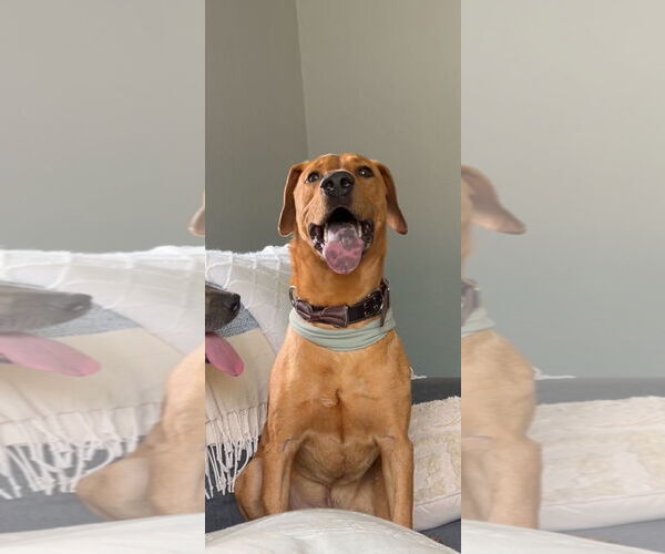 Medium Photo #3 Labrador Retriever-Rhodesian Ridgeback Mix Puppy For Sale in Virginia Beach, VA, USA