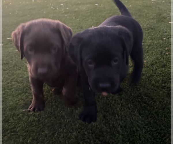 Medium Photo #12 Labrador Retriever Puppy For Sale in BUCKEYE, AZ, USA