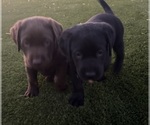 Small #11 Labrador Retriever