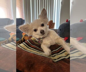 Chihuahua-Unknown Mix Dogs for adoption in Fort Collins, CO, USA