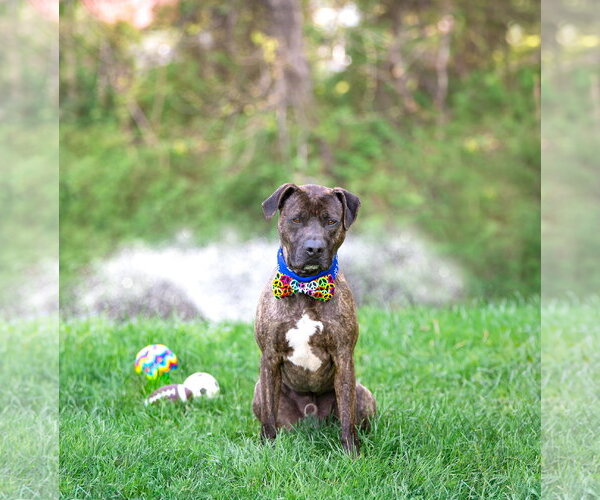 Medium Photo #4 Mutt Puppy For Sale in Unionville, PA, USA
