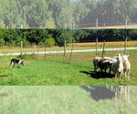 Small Photo #12 Border Collie Puppy For Sale in Highland, IL, USA