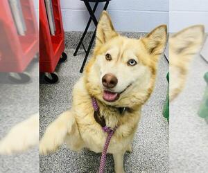 Siberian Husky Dogs for adoption in Westminster, MD, USA