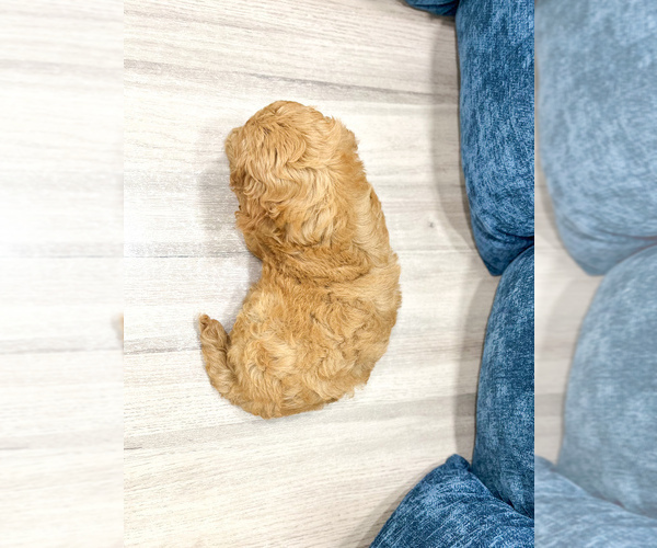 Medium Photo #4 Miniature Labradoodle Puppy For Sale in MILLERSBURG, OH, USA