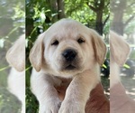 Small Photo #10 Labrador Retriever Puppy For Sale in BROWNS VALLEY, CA, USA