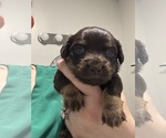 Image preview for Ad Listing. Nickname: Brownie