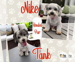 Small #1 Maltese