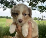 Puppy Twix Australian Shepherd