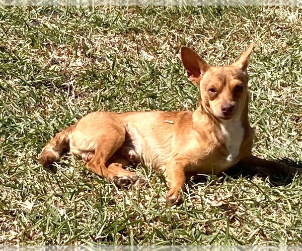 Medium Photo #5 Chihuahua Puppy For Sale in Boonton, NJ, USA