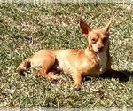 Small #4 Chihuahua