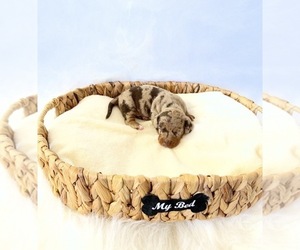 Dachshund Puppy for sale in DAVIS, CA, USA